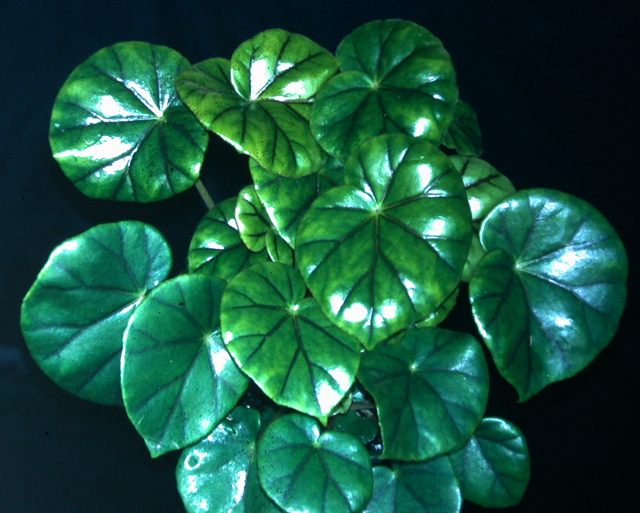 B. glandulosa